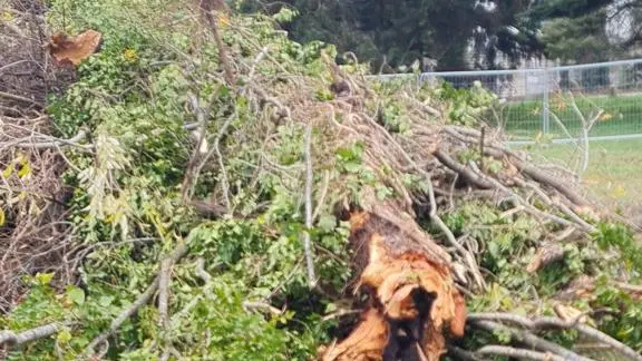 Alberi tagliati in via Friburgo