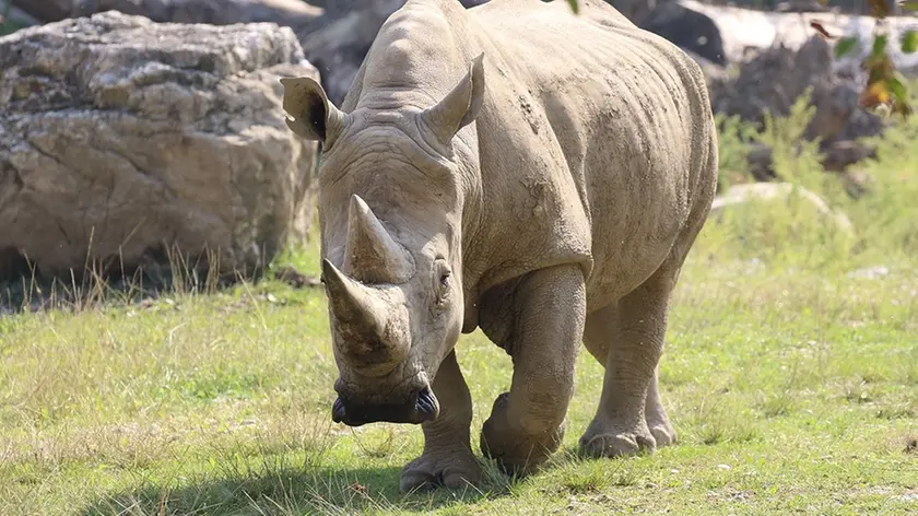 Il rinoceronte Toby (foto dal sito del Parco Natura Viva)