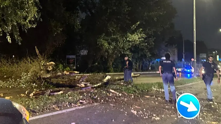 L'albero caduto in via del Plebiscito