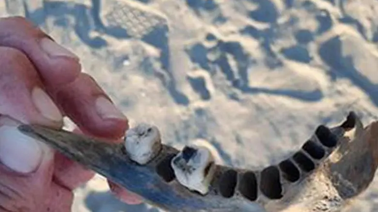 Osso trovato sulla spiaggia di Albarella che potrebbe appartenere al cadavere di Isabella Noventa, la segretaria di Albignasego della cui scomparsa sono sospettati i fratelli Freddy e Debora Sorgato e la ex tabaccaia Manuela Cacco, 28 agosto 2019. Noventa scomparve a 55 anni la notte tra il 15 ed il 16 gennaio 2016. Il 9 ottobre 2018 la Corte d'Assiste d'Appello ha confermato la condanna di primo grado per omicidio: 30 anni a Freddy e Debora Sorgato, 16 anni e 10 mesi a Manuela Cacco. Tutti e tre sono in carcere. ANSA/TOMMASO MORETTO