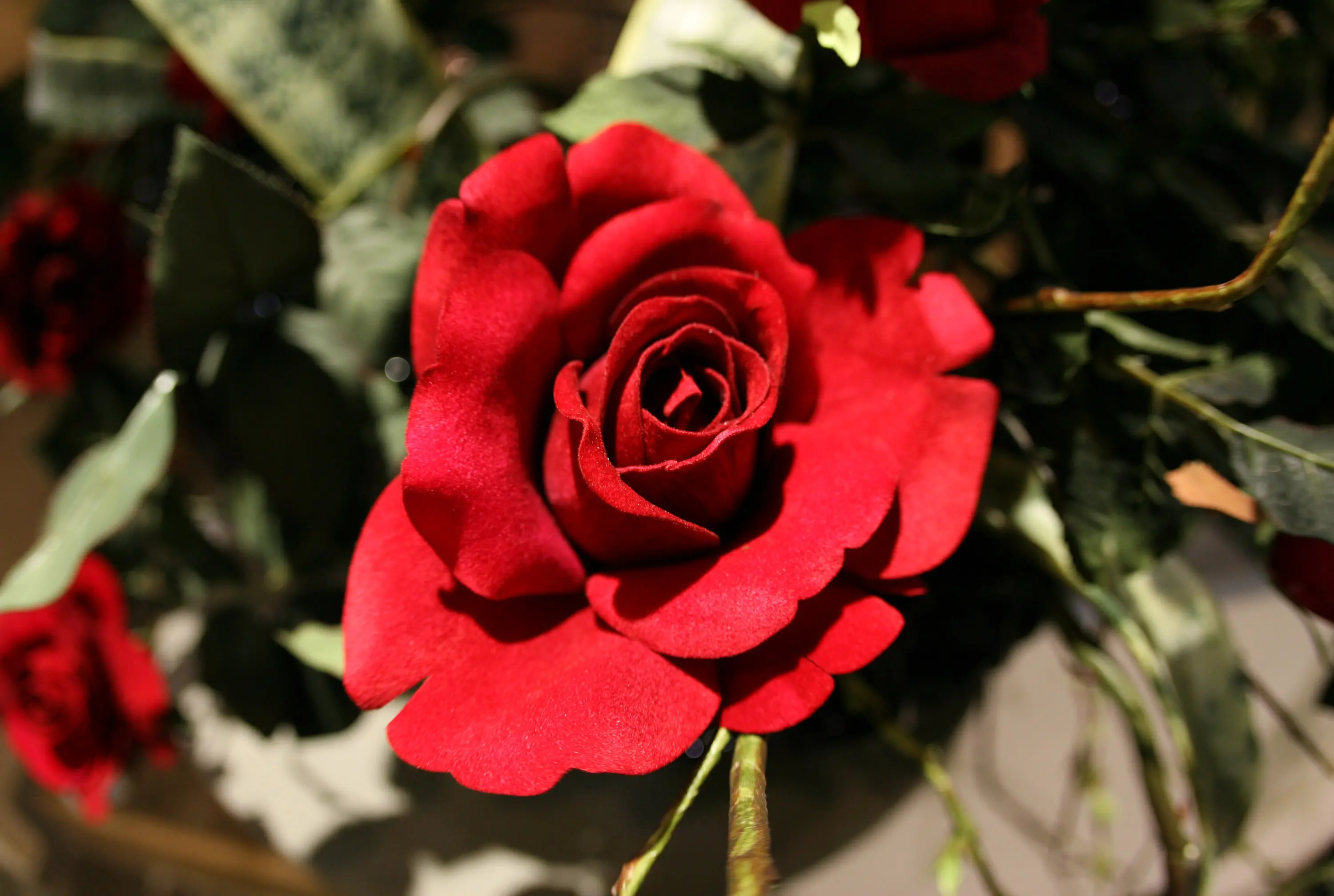 Una rosa rossa in una foto di archivio. ANSA ARCHIVIO - FRANCO SILVI - CRI