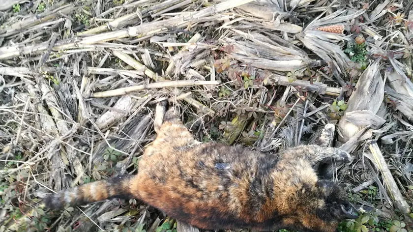 Uno dei quattro gatti avvelenati a Grantorto