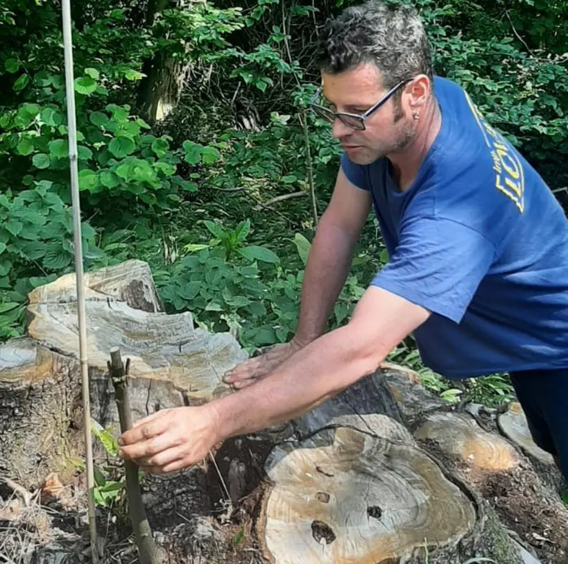 Nicola Vezzù alle prese con un innesto su una ceppaia