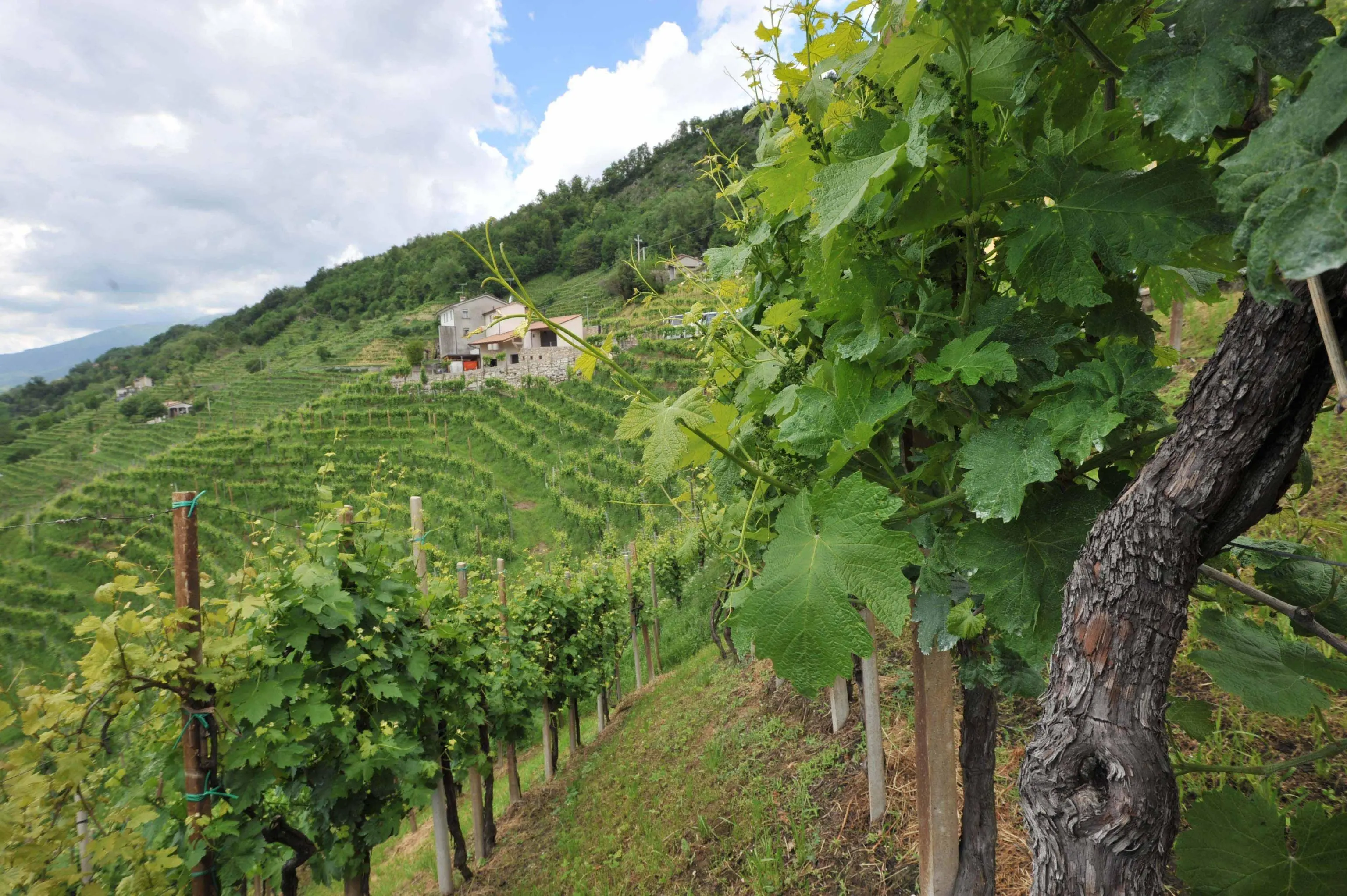 Panoramica sulle vigne del prosecco in localita' Rolle, stamane 18 maggio 2013. ANSA/ANDREA MEROLA
