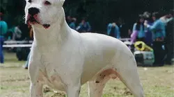Dogo argentino
