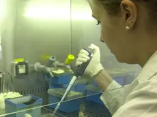 PD 04 marzo G.M. Istituto Veneto Medicina Molecolare Fondazione ricerca biomedica avanzata , laboratori (VIGATO)