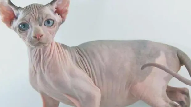 Elf, il gatto nudo con le orecchie piegate