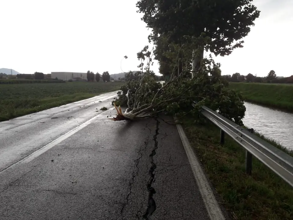 Un albero sulla carreggiata a Rovolon (foto del sindaco Maria Elena Sinigaglia)