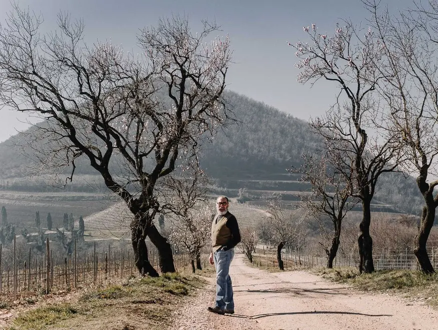 Cinto Euganeo (PD) 14 febbraio 2020. Il prof. Antonio Mazzetti accanto ai mandorli fioriti eccezionalmente a febbraio nella sommità del monte Fasolo.