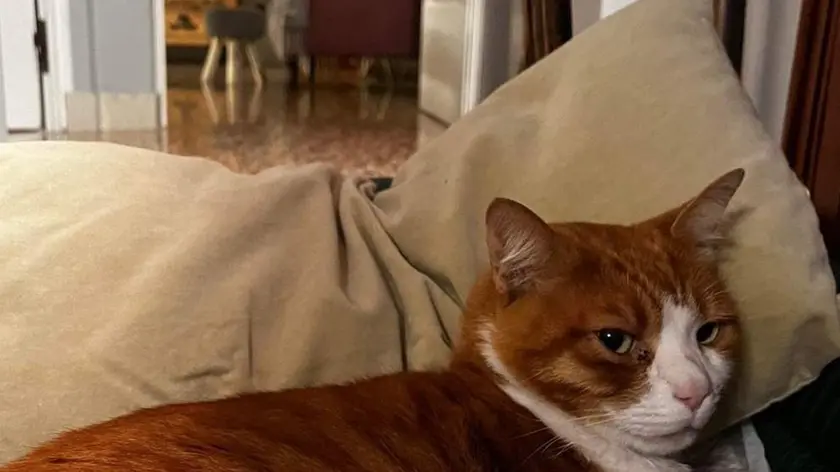 Il gatto Marcello tornato a casa
