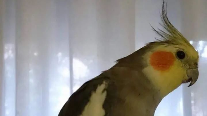 Il pappagallino che canta "Jingle Bells"