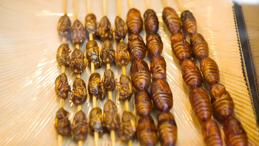 Spiedini di grilli e larve