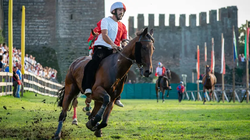 Uno dei cavalli che ha partecipato alla Corsa del Palio