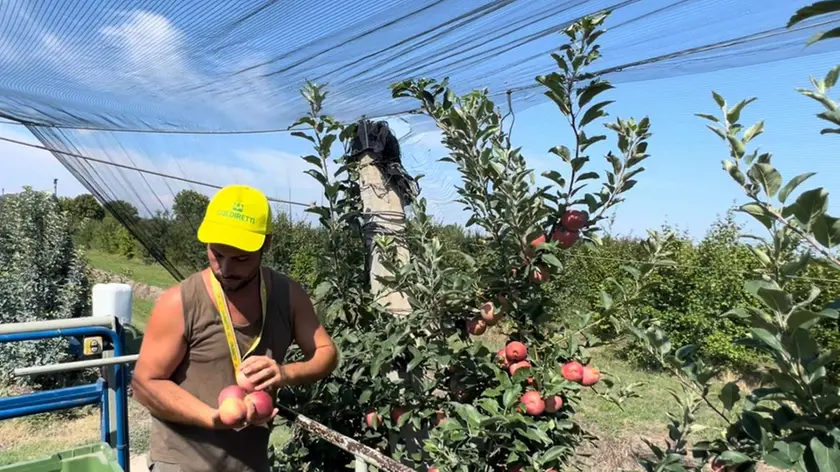 La raccolta delle mele in un campo a Castelbaldo