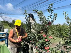 La raccolta delle mele in un campo a Castelbaldo