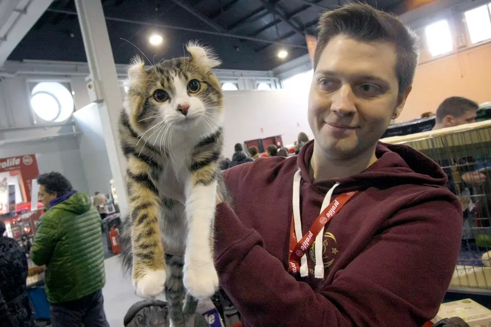 MARIAN - AGENZIA BIANCHI - PADOVA - FIERA DEI GATTI. LENZ ALESSIO SCHIAVON. AMERICAN CURL