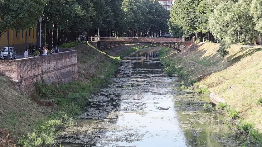 TOME' - AGENZIA BIANCHI - PADOVA - ALGHE AL PONTE TADI