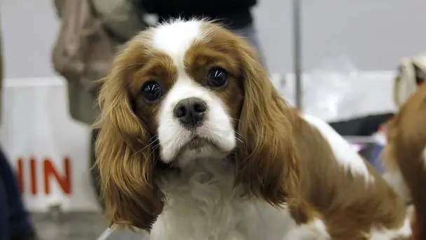 ZANETTI - CANI IN FIERA