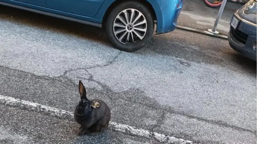 Il coniglio nero salvato dai residente del quartiere Forcellini a Padova