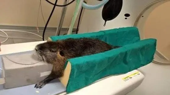 La nutria mentre fa la Tac
