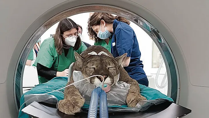 Un puma sedato mentre effettua una Tac. È uno dei grandi felini sottoposti a diagnostica e cure all'ospedale veterinario di Legnaro