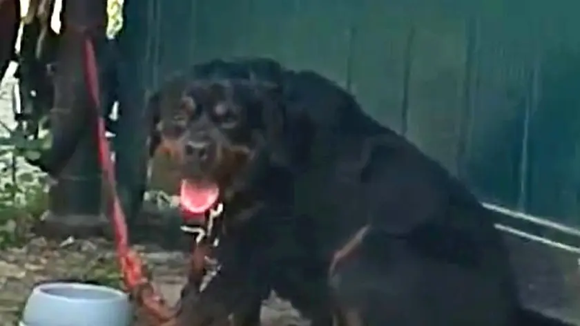 Maxi, il rottweiler legato sotto al sole
