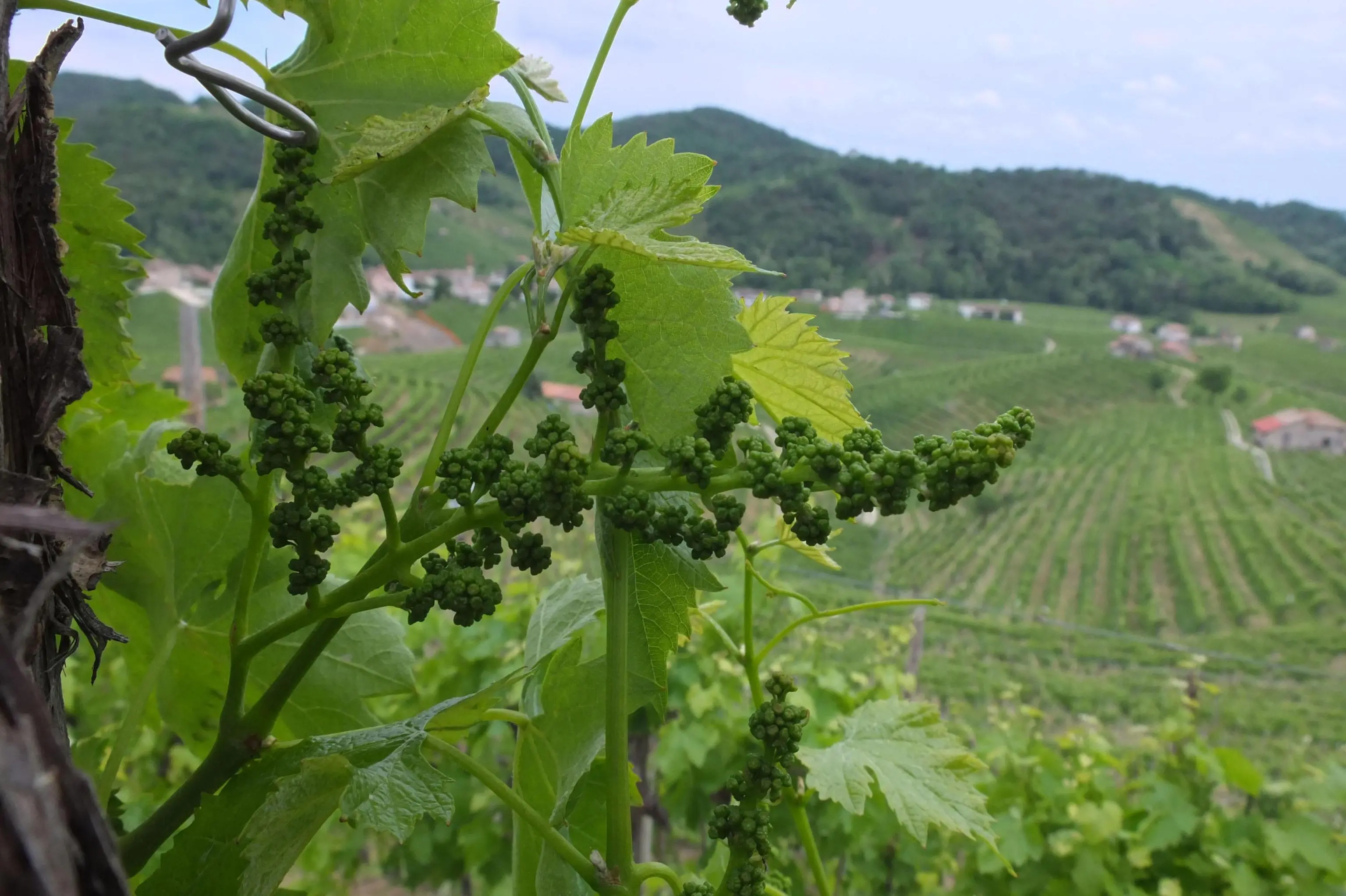 Un dettaglio dei grappoli ancora acerbi di uva da vigna "glavia", dai quali nascer?? il prosecco, fotografati in localit?? Colleselle di Santo Stefano , stamane 18 maggio 2013. ANSA/ANDREA MEROLA