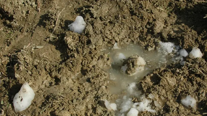 FOTO GAVAGNIN CINTO C. CADE BLOCCO DI GHIACCIO DAL CIELO IL PADRONE DELLA VIGNA MICHELE