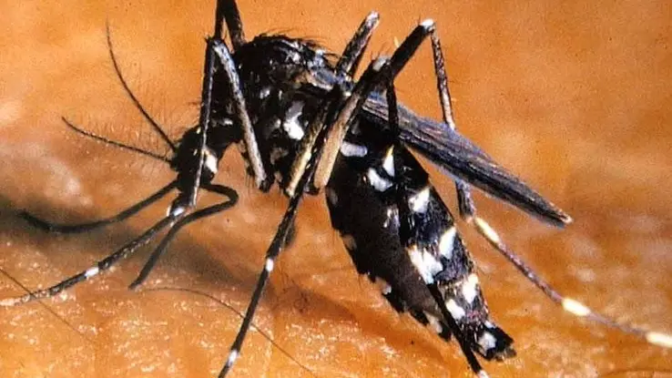 Mestre 28/08/01 Parco Bissuola inchiesta zanzara tigre riproduzione femmina di Aedes Albopictus nell'atto di pungere (C) Bertolin M. richiesto da Fornasier