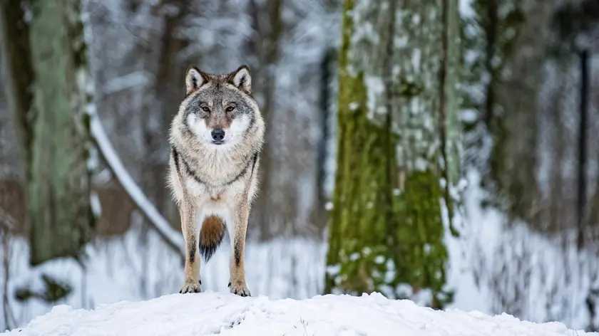 Esemplare di Canis Lupus (foto ANSA)