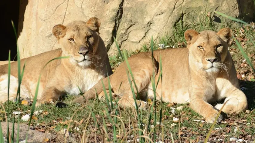 LEONESSE Bussolengo: leonesse Lubaya e Kianga, al Parco Natura Viva