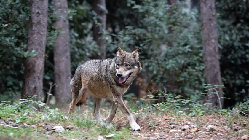 Un lupo in un'immagine d'archivio. ANSA. . ....Lesemplare, rinvenuto agonizzante per avvelenamento, ?? stato salvato dalla Forestale e dal personale veterinario...Perugia, 7 marzo 2013 - Torna in libert?? il giovane lupo che rischiava di morire avvelenato, in Umbria, se non fosse stato per il tempestivo intervento del Corpo forestale e del servizio veterinario, allertati dalla segnalazione di un privato cittadino. Ezechiele Jr, questo il soprannome dellesemplare maschio di circa due anni, lo scorso sabato si aggirava agonizzante in localit?? San Giovanni di Boschetto, una zona montana del comune di Nocera Umbra (PG), quando ?? stato avvistato dalluomo che ha lanciato lallarme. .Sul posto sono accorsi un medico veterinario e i Forestali del Comando Stazione di Nocera Umbra e al lupo ?? stata somministrata una dose di antidoto e una di anestetico cos?? da permetterne la cattura. Una volta prelevato e trasportato dai Forestali presso lo studio del veterinario, ?? stato sottoposto ad alimentazione tramite fleboclisi e alle cure adeguate..Le cronache degli ultimi giorni riportano in drammatica evidenza il grave fenomeno dellabbandono di esche e bocconi avvelenati in varie zone della regione. Basti pensare ai due lupi trovati morti a distanza di pochi giorni luno dallaltro allinterno del Parco dei Monti Sibillini. .?? emergenza, quindi, per questa specie, protetta ma minacciata dalle insidie della pressione antropica e del bracconaggio. .Dai primi controlli ?? emerso che lesca avvelenata ingerita dal mammifero fosse costituita da sostanze diserbanti. .La Forestale ha avviato ampie indagini mirate ad individuare i responsabili della vicenda. Nel frattempo lupo Ezechiele ha ripreso a correre riconoscente tra i boschi di una delle regioni pi?? verdi dItalia.