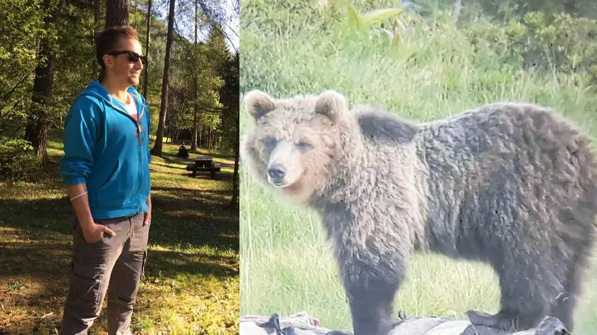 Andrea Papi, lo sportivo trentino trovato morto con ferito compatibili a quelle provocate da un orso. A destra uno degli esemplari di orso presenti in quella zona