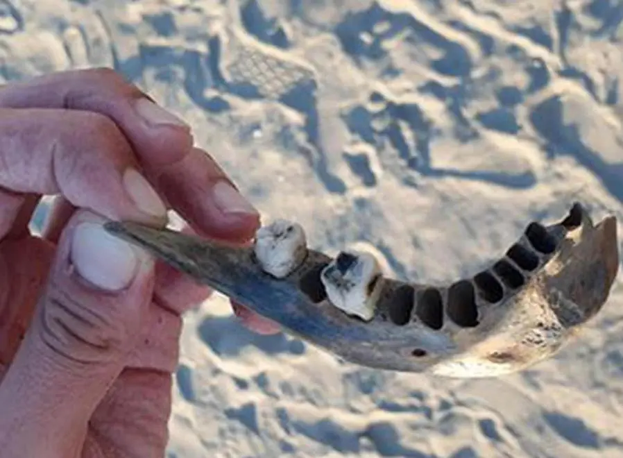 Osso trovato sulla spiaggia di Albarella che potrebbe appartenere al cadavere di Isabella Noventa, la segretaria di Albignasego della cui scomparsa sono sospettati i fratelli Freddy e Debora Sorgato e la ex tabaccaia Manuela Cacco, 28 agosto 2019. Noventa scomparve a 55 anni la notte tra il 15 ed il 16 gennaio 2016. Il 9 ottobre 2018 la Corte d'Assiste d'Appello ha confermato la condanna di primo grado per omicidio: 30 anni a Freddy e Debora Sorgato, 16 anni e 10 mesi a Manuela Cacco. Tutti e tre sono in carcere. ANSA/TOMMASO MORETTO
