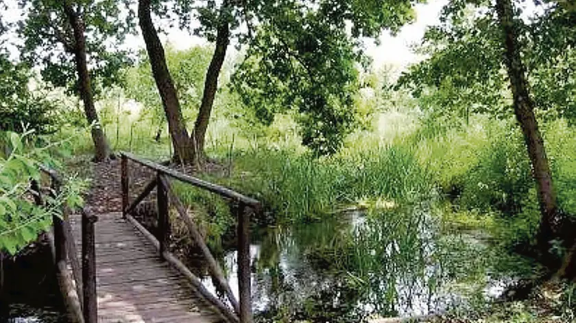 Una delle polle risorgive che danno origine al fiume Sile