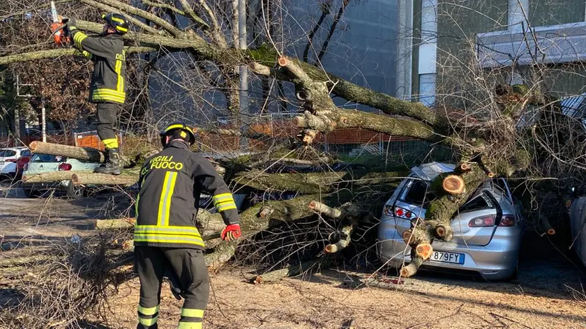 Albero caduto su tre auto a Padova in via Ariosto