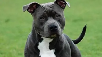 Cane amstaff