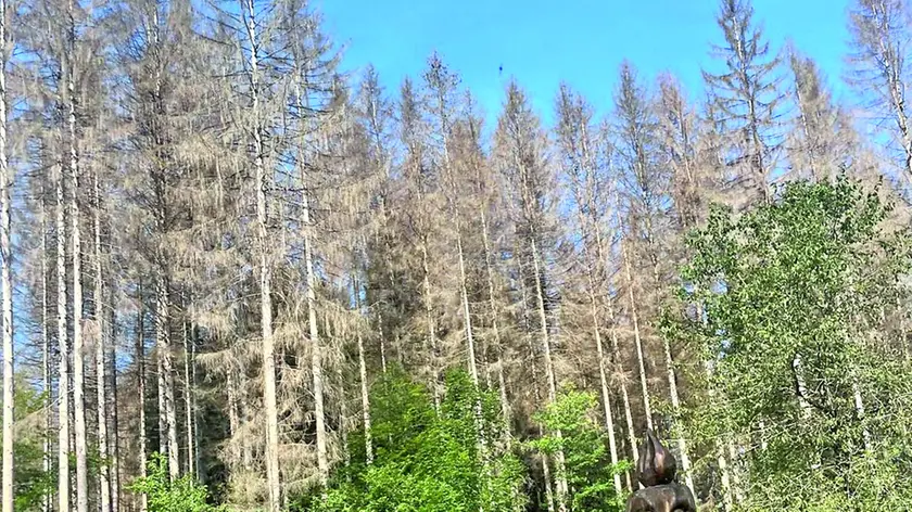 Un bosco infestato dal bostrico