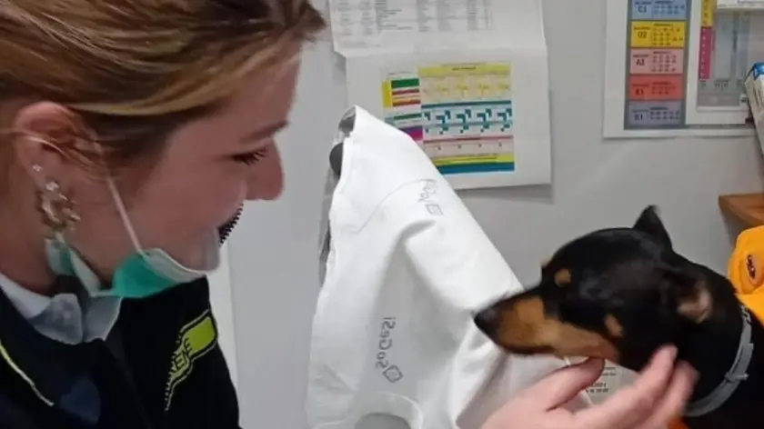 Il cagnolino accudito al Triage