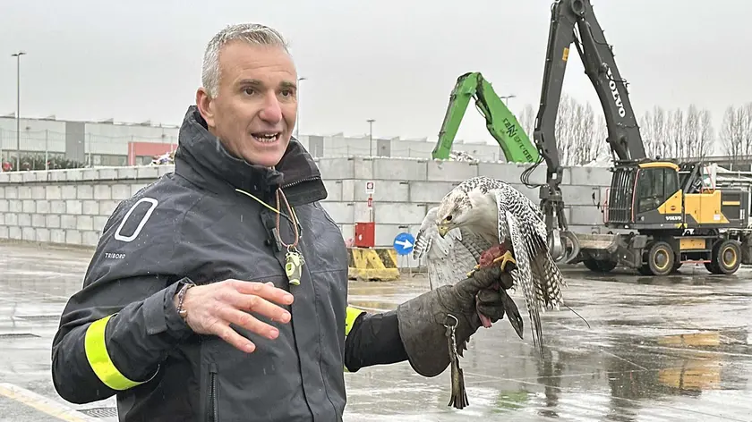 Il falconiere Samuel Bozzato con il falco Zeus
