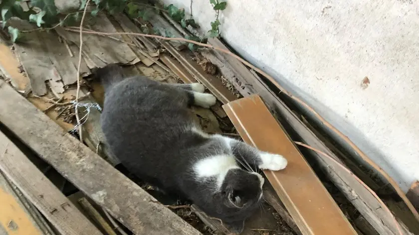 Uno degli animali che ha perso la vita per l’avvelenamento