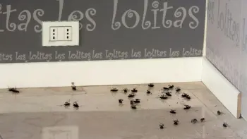 CENTINAIA DI SCARAFAGGI. Ecco come appare la vetrina di «Les Lolitas», negozio chiuso in via Roma
