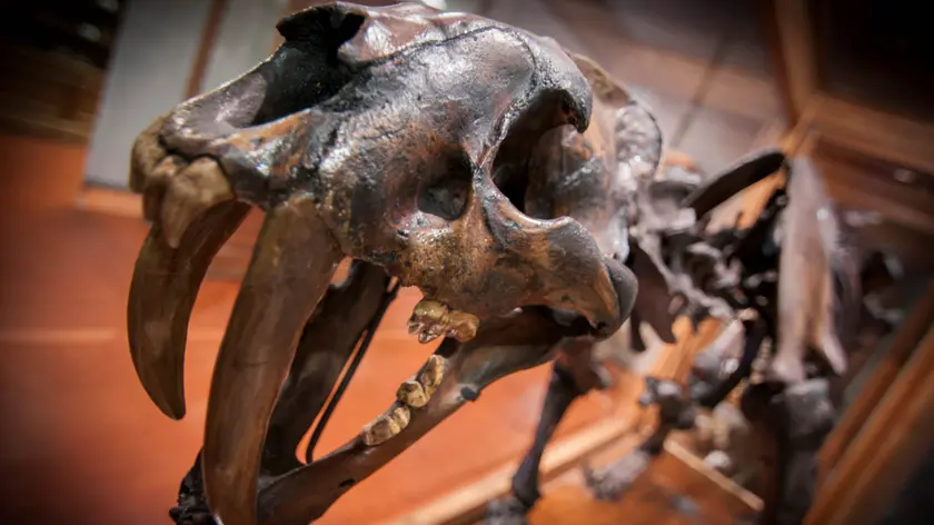 La tigre dai denti a sciabola dell'Era Glaciale in mostra a Padova