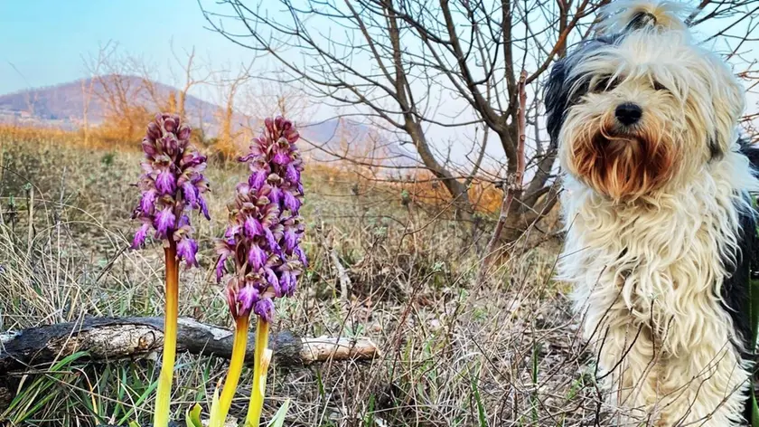 La Barlia robertiana è ormai diffusa sul Sassonegro e nella zona del Monte Lozzo (foto Zangirolami)