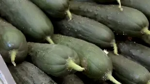 CETRIOLI Quelli italiani non sono pericolosi