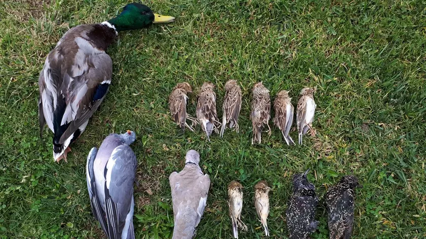 I tredici uccelli abbattuti dai bracconieri fermati ieri ad Albignasego: cinque erano di specie non cacciabili