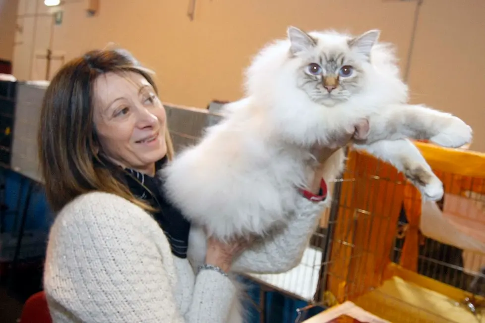 MARIAN - AGENZIA BIANCHI - PADOVA - FIERA DEI GATTI. SWEET GLOVES CHIARA ZAMPA