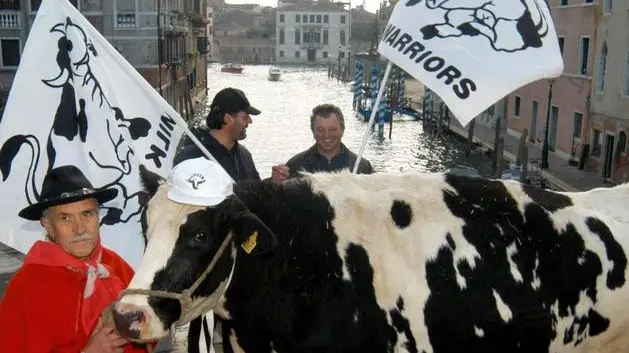25.11.2003.- MANIFESTAZIONE COBAS DEL LATTE. MUCCA ERCOLINA SUL PONTE DELLE GUGLIE.- INTERPRESS/CARINI