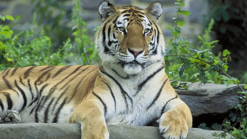 Una tigre ricoverata a veterinaria a Padova