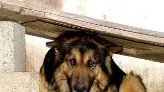 oreste